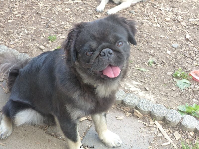 Der neue Mops, mit mehr Nase, frei atmend und manchmal Langhaar (fluffy)