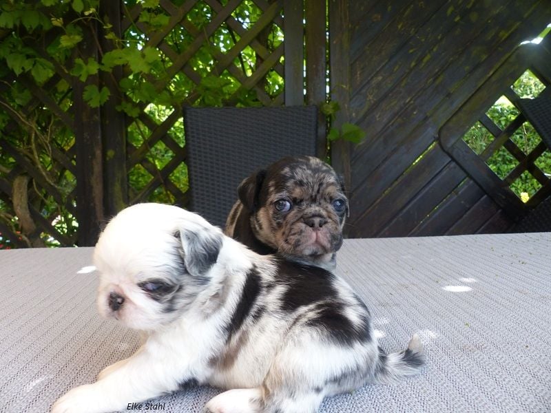 Der neue Mops, mit mehr Nase, frei atmend und manchmal Langhaar (fluffy)