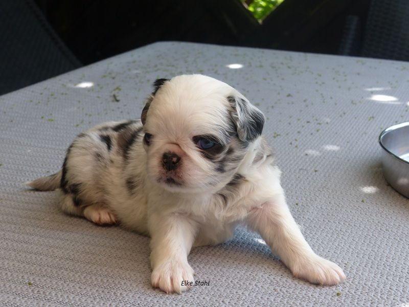 Der neue Mops, mit mehr Nase, frei atmend und manchmal Langhaar (fluffy)
