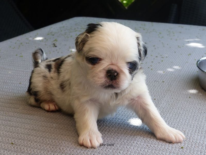 Der neue Mops, mit mehr Nase, frei atmend und manchmal Langhaar (fluffy)