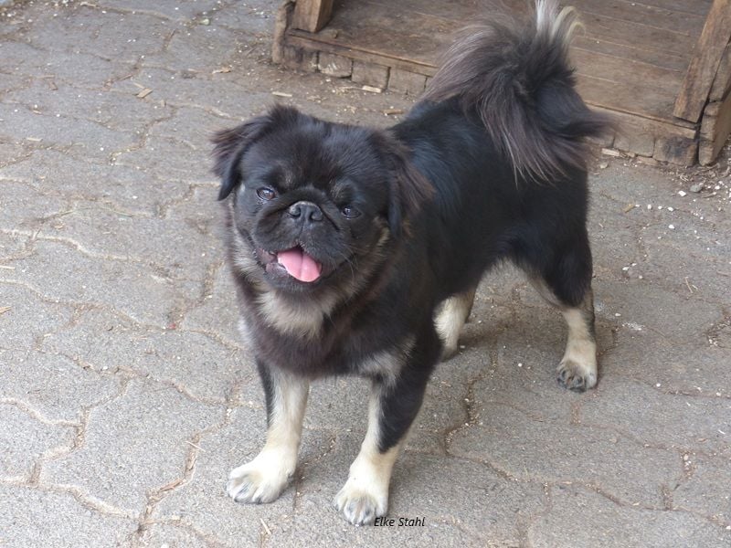 Der neue Mops, mit mehr Nase, frei atmend und manchmal Langhaar (fluffy)