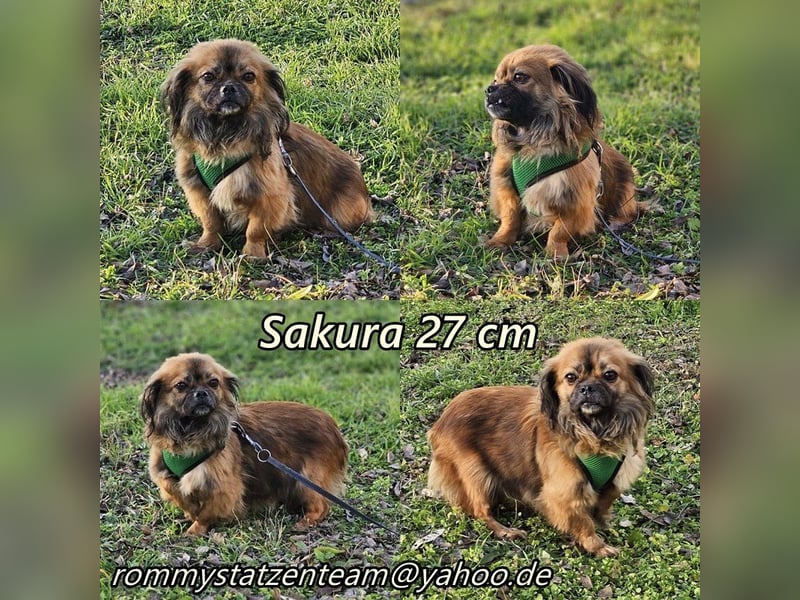 Sakura mag es gemütlich