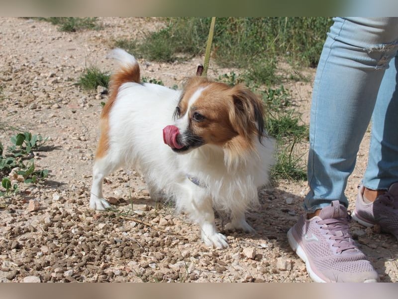 Kleine NURIA sucht liebevolles Zuhause