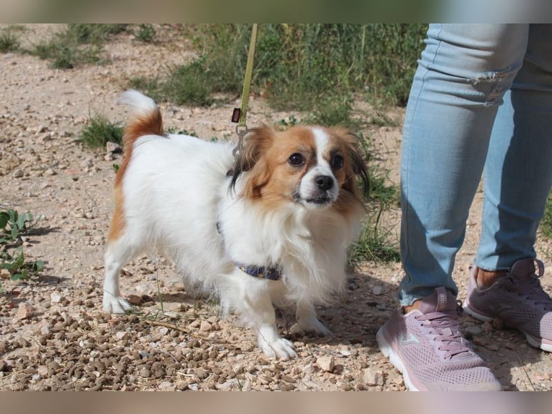 Kleine NURIA sucht liebevolles Zuhause