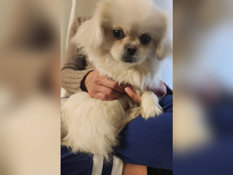 Pekinese Mädchen 8 Monate alt