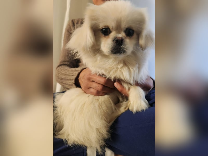Pekinese Mädchen 8 Monate alt