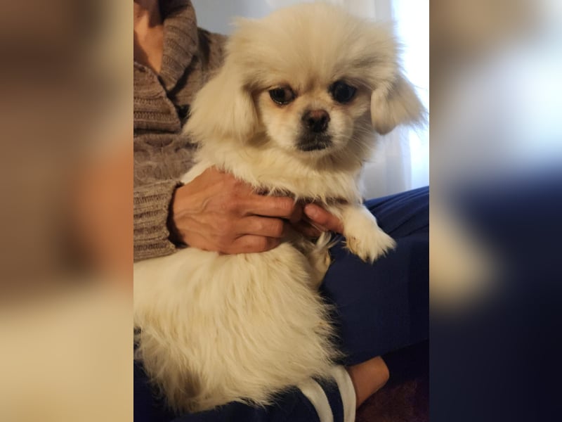 Pekinese Mädchen 8 Monate alt
