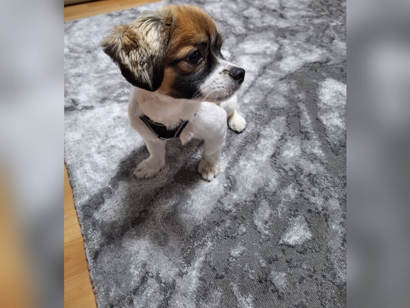 Pekinesemischling Bo