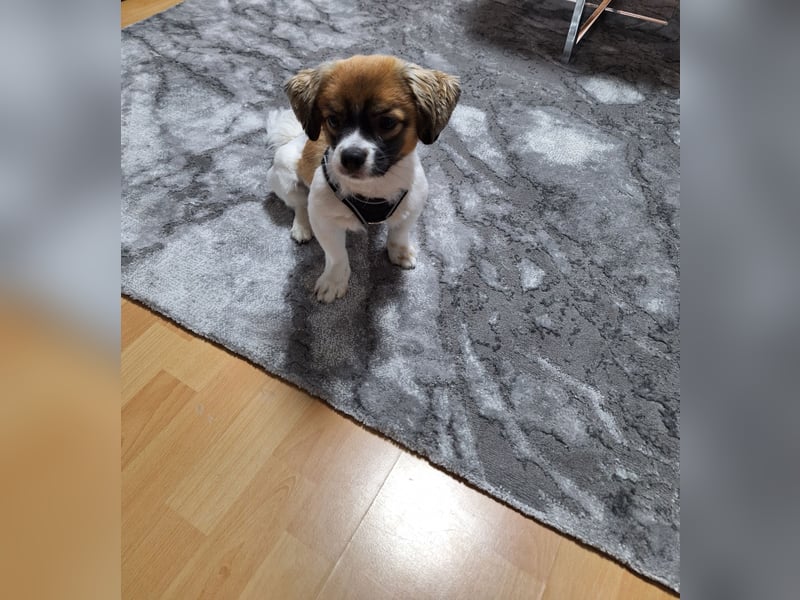 Pekinesemischling Bo