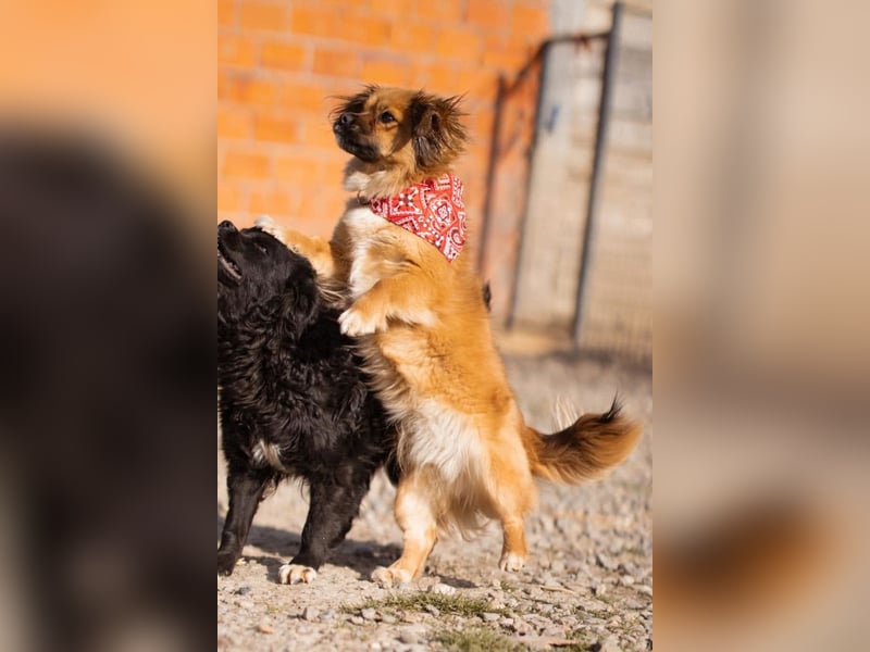 Čupkica ❤️ liebe, kuschlige Zuckerschnute