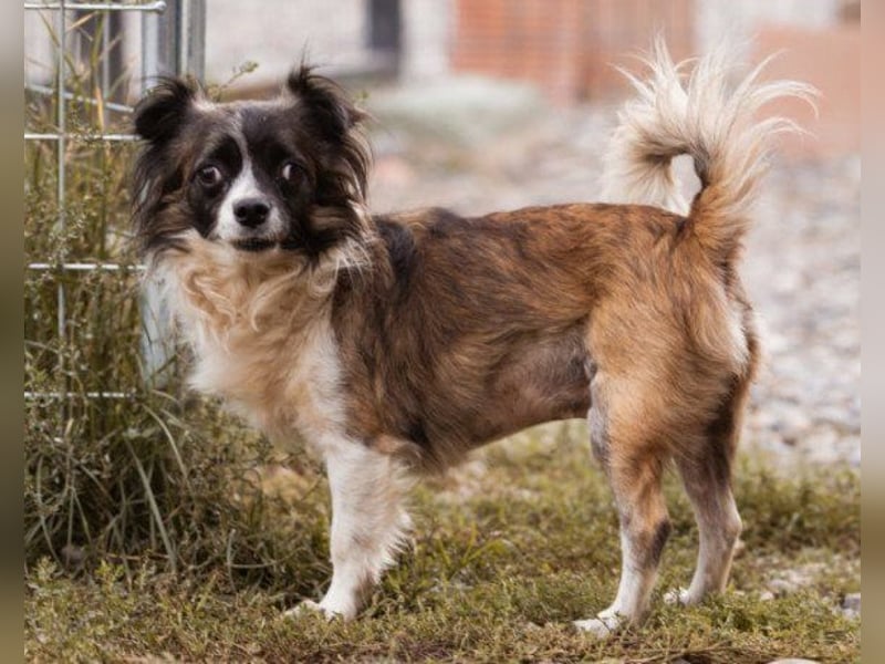Klein ♥ Charlie ♥ lieber treuer Pekinesen-Mix-Bub