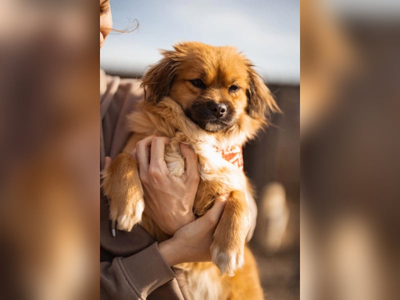 Čupkica ❤️ liebe, kuschlige Zuckerschnute