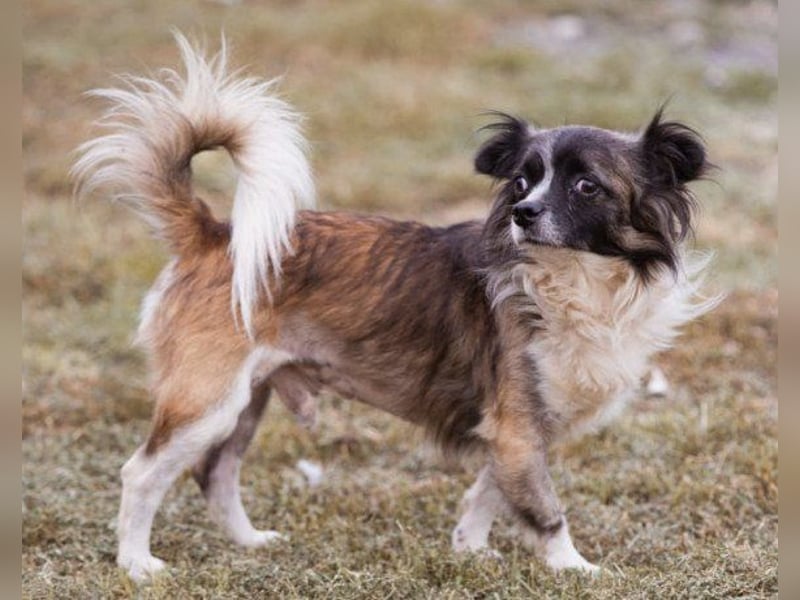Klein ♥ Charlie ♥ lieber treuer Pekinesen-Mix-Bub