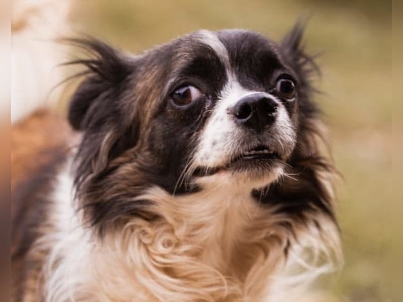 Klein Charlie ♥️ lieber Pekinesen-Mix-Bub