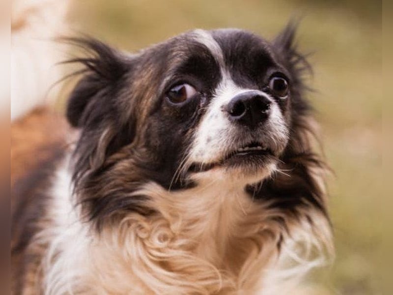 Klein ♥ Charlie ♥ lieber treuer Pekinesen-Mix-Bub