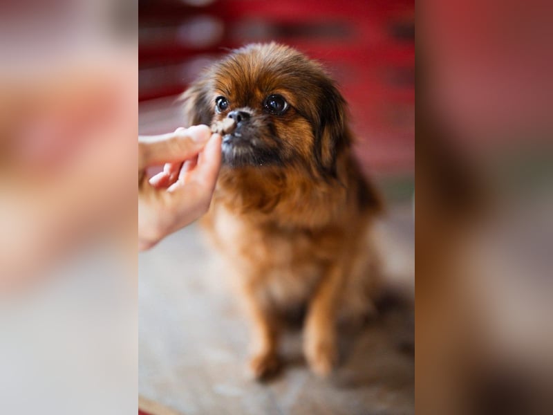 Sanfte ♥Pixie♥ kleine feine kuschelige Pekinesen-Mix-Hündin