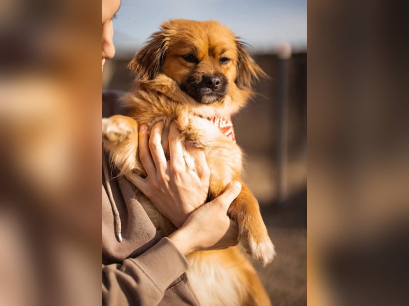 Čupkica ❤️ liebe, kuschlige Zuckerschnute