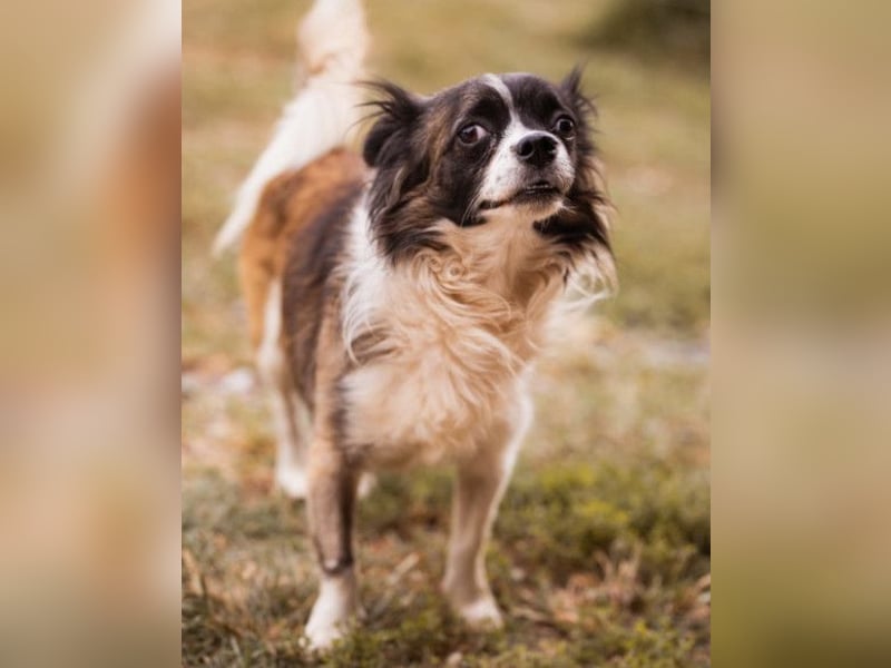 Klein Charlie ♥️ lieber Pekinesen-Mix-Bub