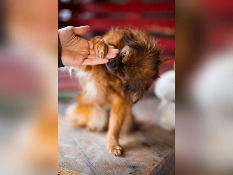 Sanfte ♥Pixie♥ kleine feine kuschelige Pekinesen-Mix-Hündin