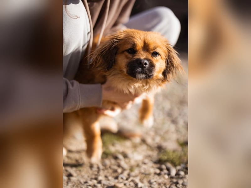 Čupkica ❤️ liebe, kuschlige Zuckerschnute