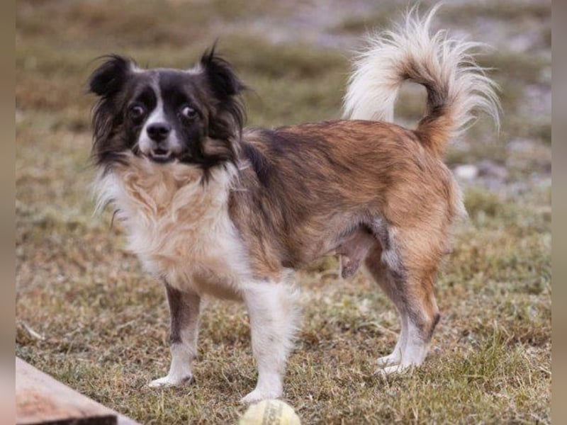 Klein ♥ Charlie ♥ lieber treuer Pekinesen-Mix-Bub