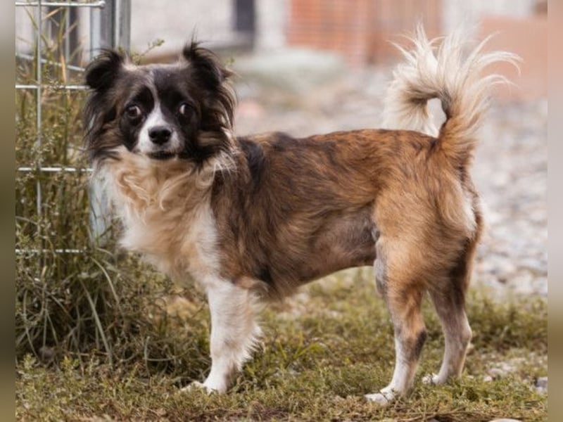 Klein Charlie ♥️ lieber Pekinesen-Mix-Bub