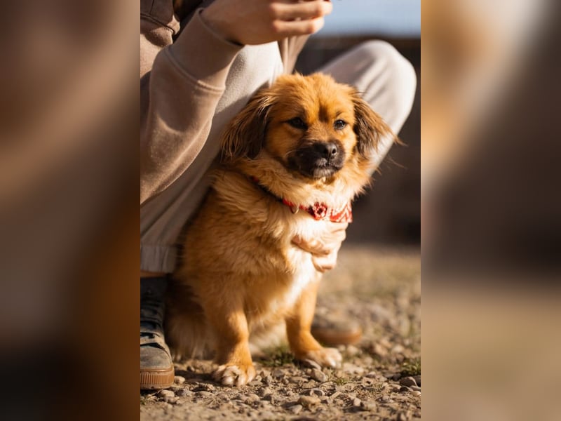Čupkica ❤️ liebe, kuschlige Zuckerschnute