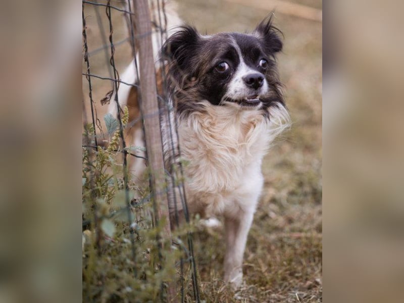 Klein ♥Charlie♥ lieber Pekinesen-Mix-Bub Klein ♥Charlie♥ lieber Pekinesen-Mix-Bub