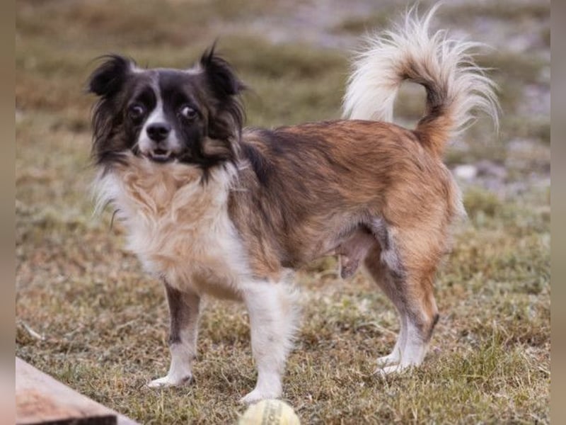 Klein Charlie ♥️ lieber Pekinesen-Mix-Bub