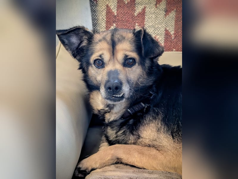 Familien-und Anfängerhündin Susi sucht ein liebes Zuhause auf Lebenszeit