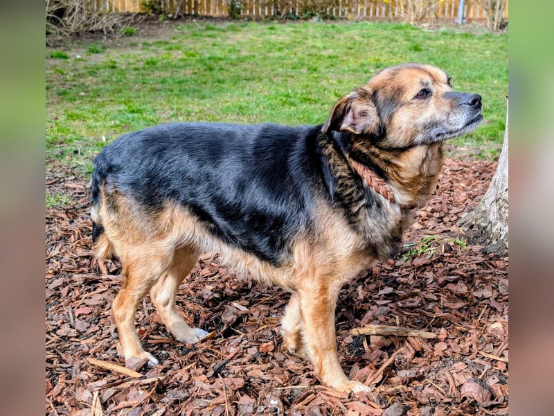 Familien-und Anfängerhündin Susi sucht ein liebes Zuhause auf Lebenszeit