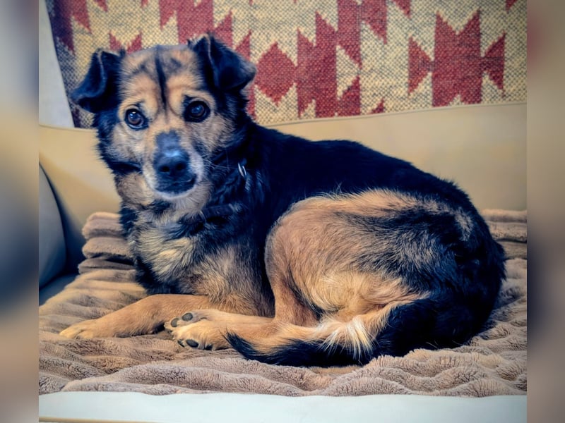 Familien-und Anfängerhündin Susi sucht ein liebes Zuhause auf Lebenszeit