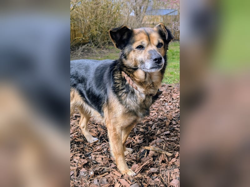 Familien-und Anfängerhündin Susi sucht ein liebes Zuhause auf Lebenszeit