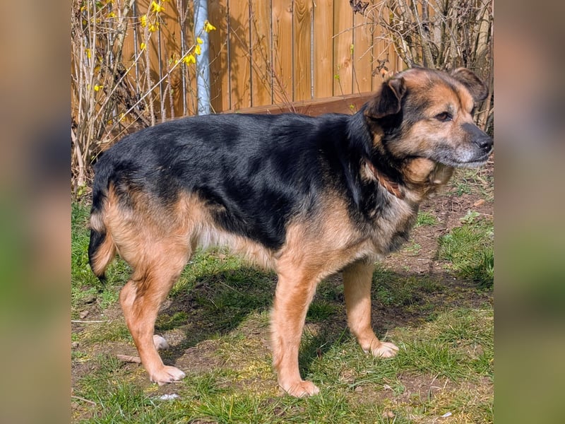 Familien-und Anfängerhündin Susi sucht ein liebes Zuhause auf Lebenszeit