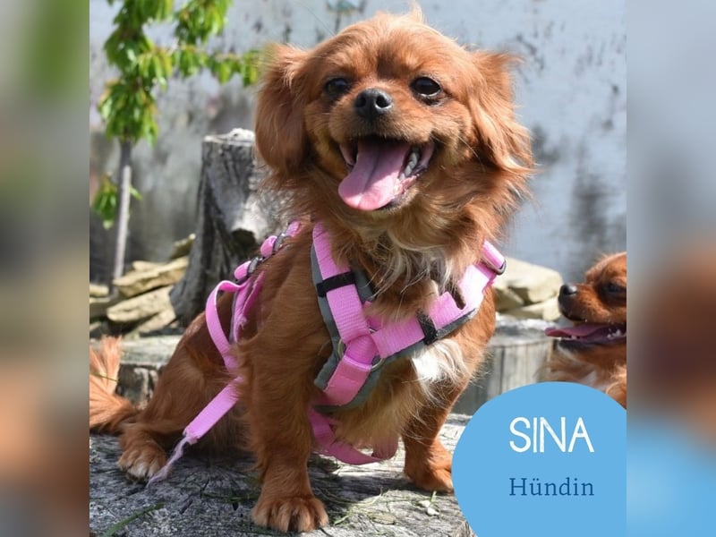 Sina & Nando
