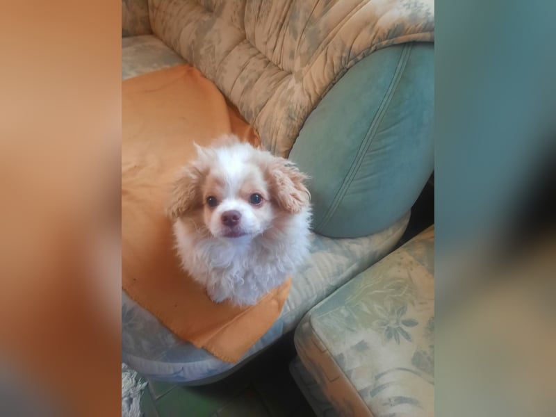 Pekinese