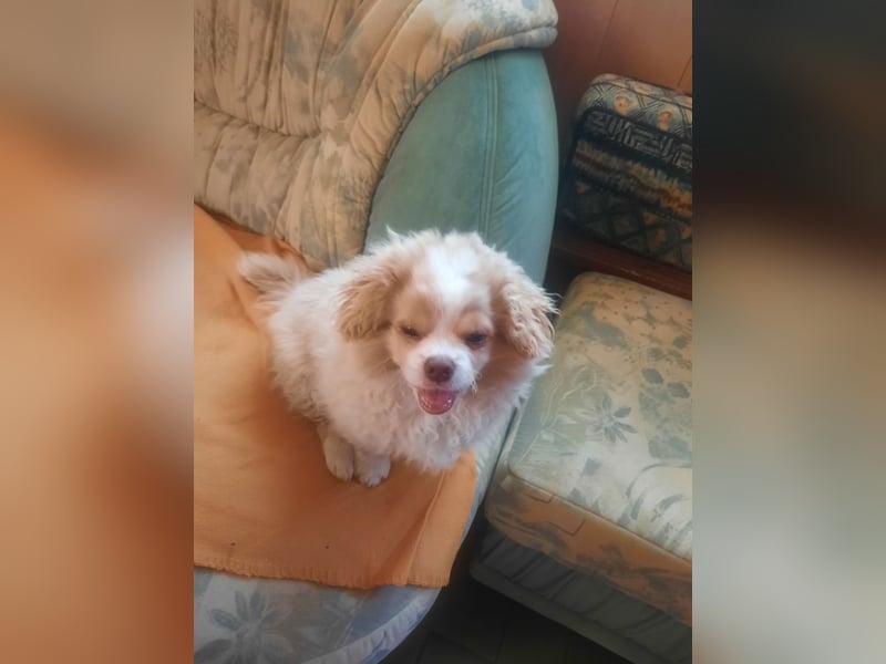 Pekinese