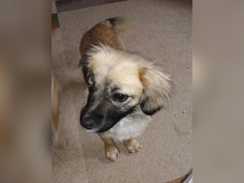 Elena, zuckersüß, verspielt und neugierig