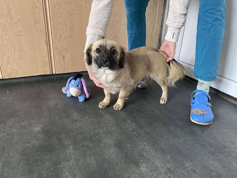 Elena, zuckersüß, verspielt und neugierig