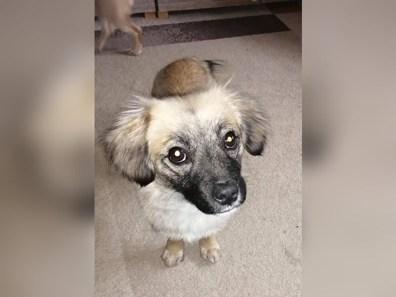 Elena, zuckersüß, verspielt und neugierig