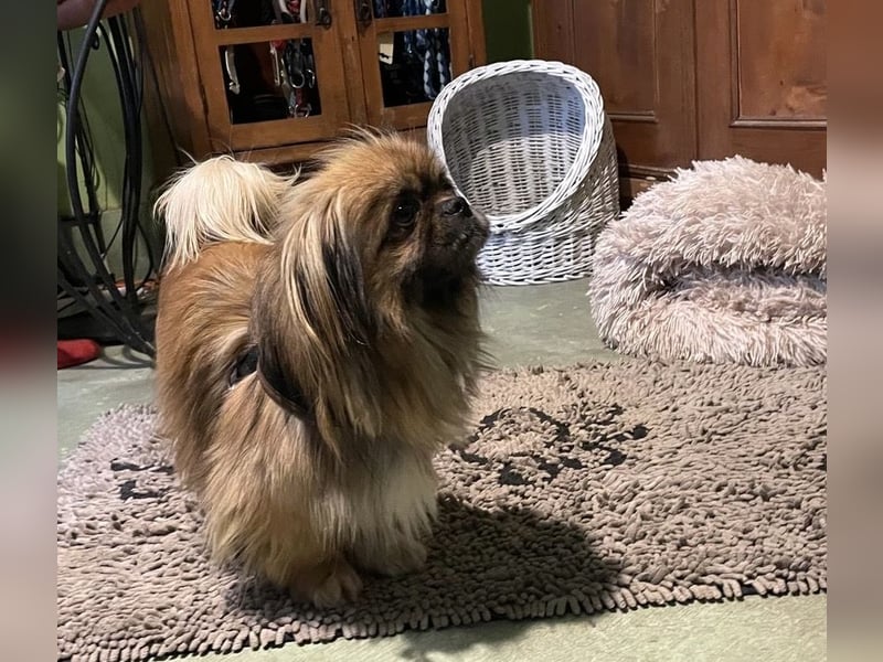 Bogyo liebt die Gesellschaft mit Katzen