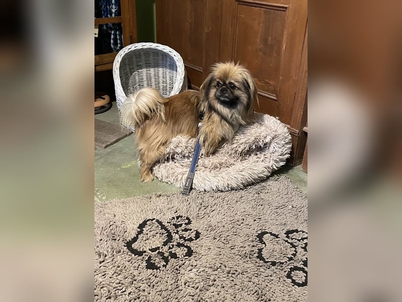 Bogyo liebt die Gesellschaft mit Katzen