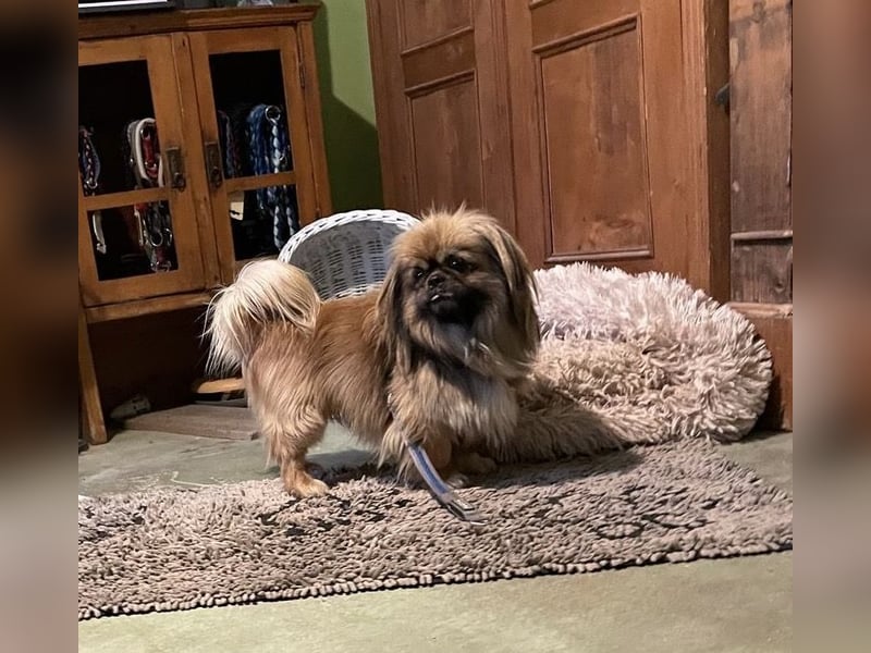 Bogyo liebt die Gesellschaft mit Katzen