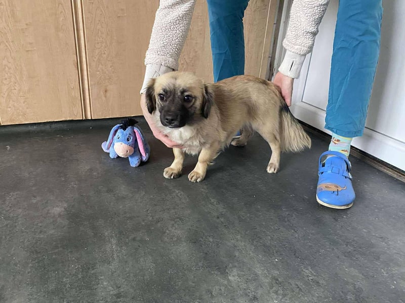 Elena, zuckersüß, verspielt und neugierig