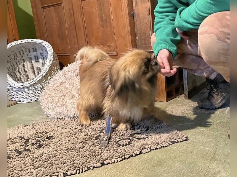 Bogyo liebt die Gesellschaft mit Katzen