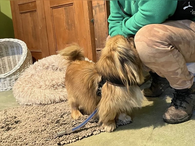 Bogyo liebt die Gesellschaft mit Katzen