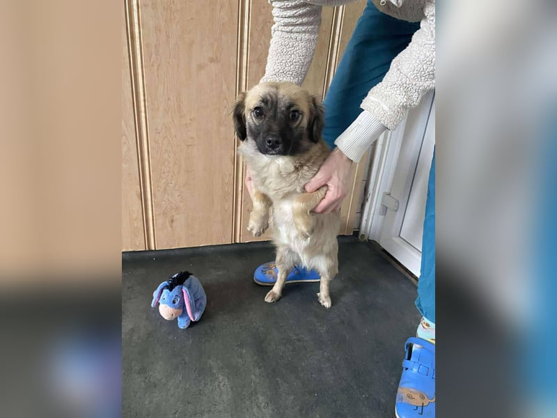 Elena, zuckersüß, verspielt und neugierig