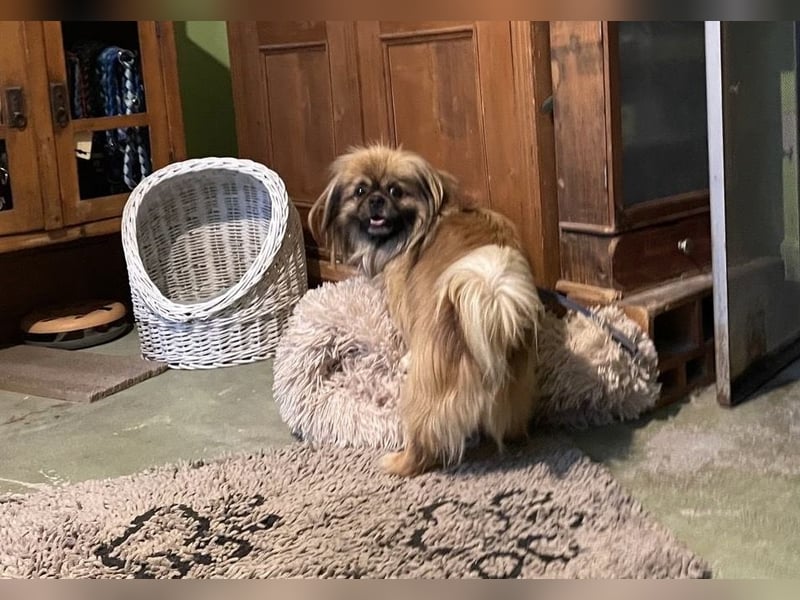 Bogyo liebt die Gesellschaft mit Katzen