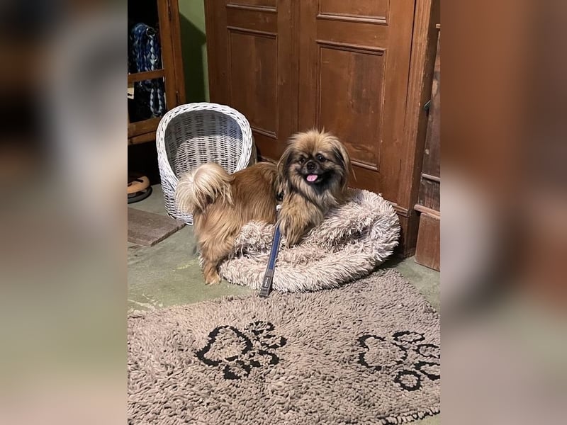 Bogyo liebt die Gesellschaft mit Katzen