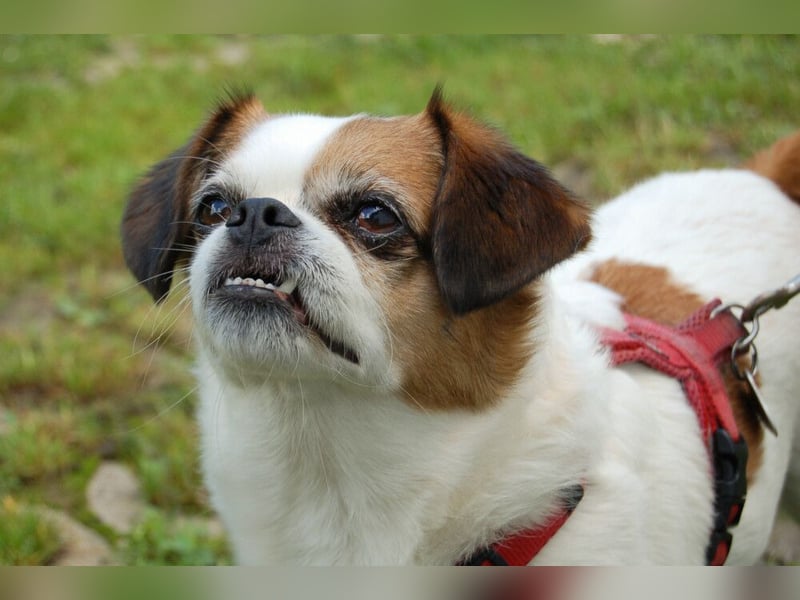 Mr Joschi - kleiner Charakterkopf - Tierhilfe Franken e.V.